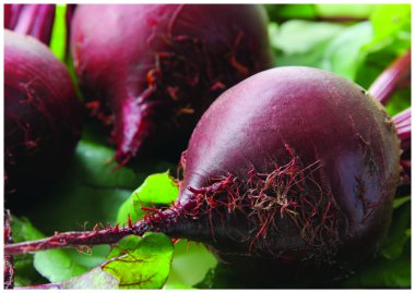 The fresh beetroot clipart