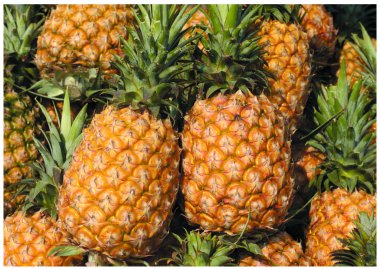 The fresh pineapples clipart