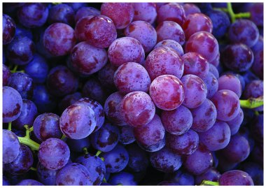 The fresh Grapes clipart