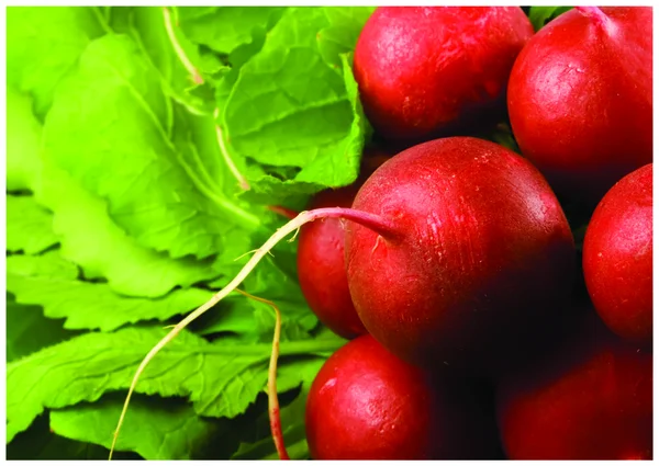 The fresh red radish — Stock Photo, Image