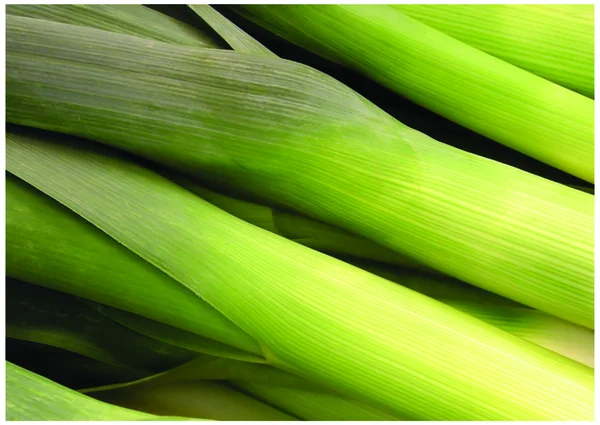 Свежий зеленый лук — стоковое фото