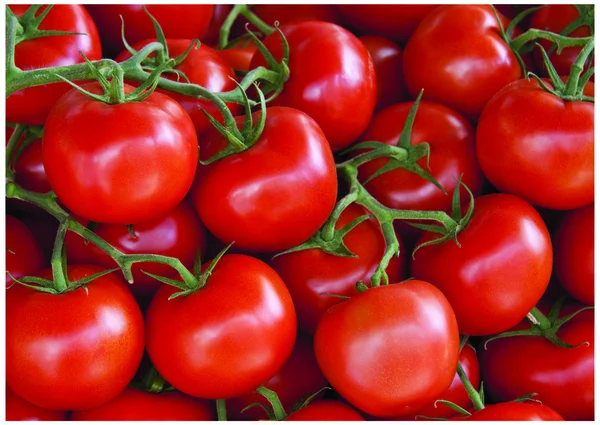 O pequeno tomate fresco — Fotografia de Stock