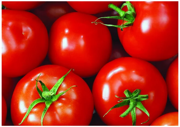 Den färska röda tomaten — Stockfoto