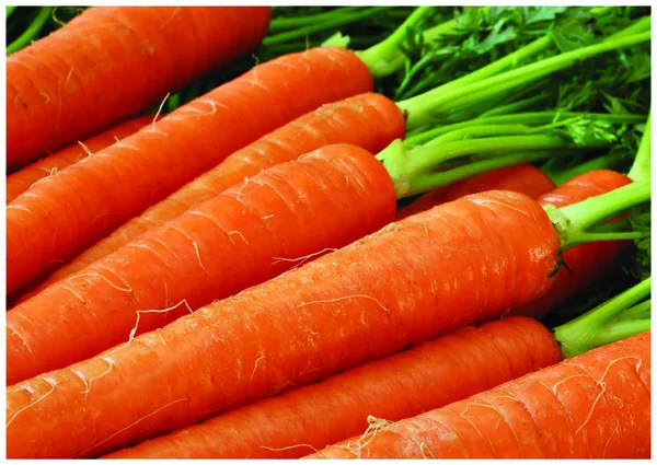 Świeże carots kolorowe — Zdjęcie stockowe
