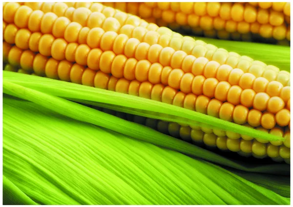 stock image The fresh sweetcorn