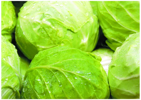 The fresh cabbage — Stock Photo, Image