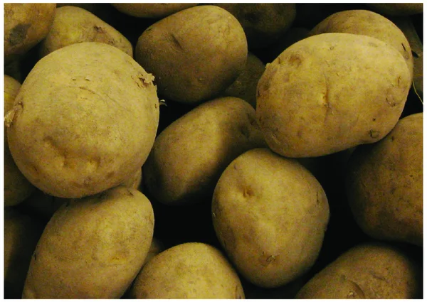 The fresh big patatoe — Stock Photo, Image