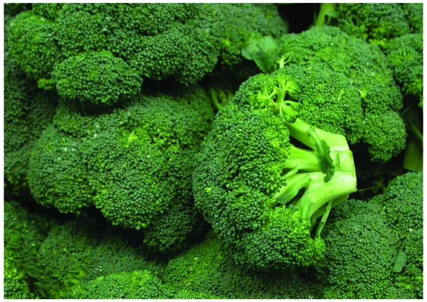 stock image The fresh broccoli