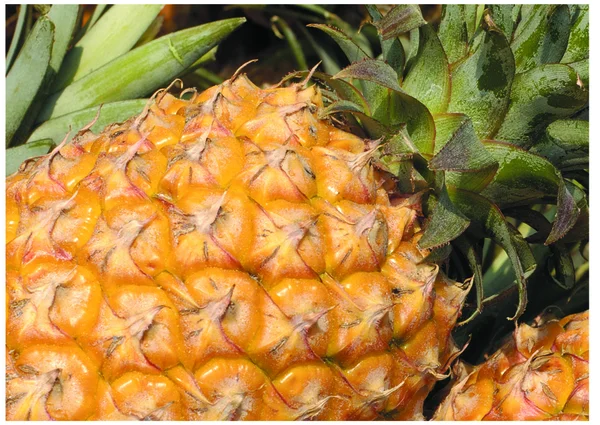 Čerstvý ananas barevný — Stock fotografie