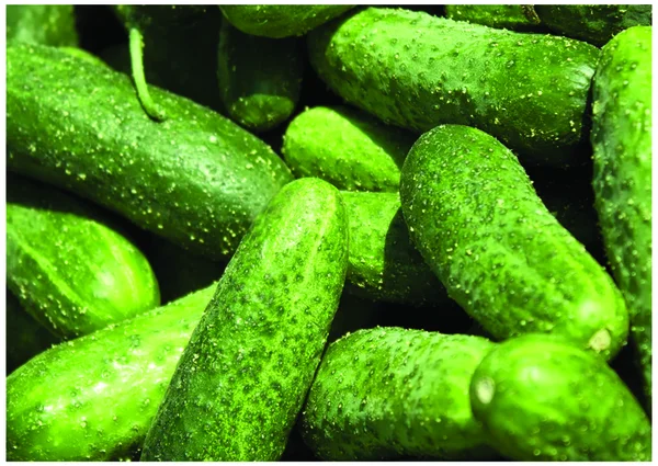 The fresh small cucumbers — Stock Photo, Image