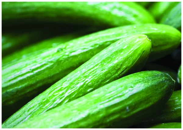De verse groene komkommers — Stockfoto