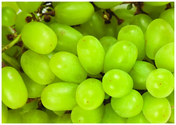 Die frischen grünen Trauben — Stockfoto