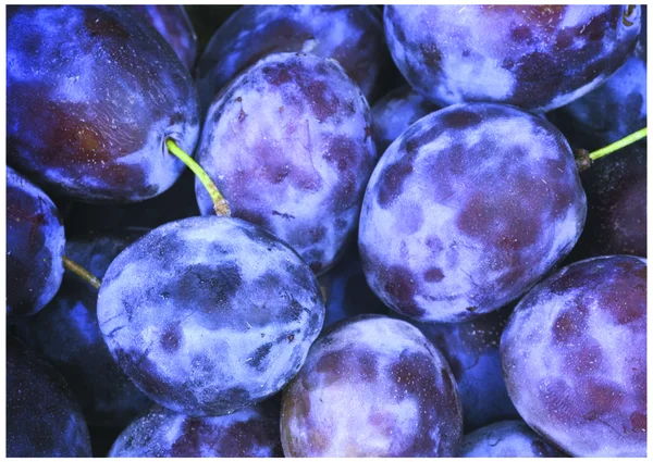 Le prugne di veoletto fresche — Foto Stock