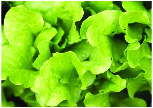 The fresh Salad — Stock Photo, Image