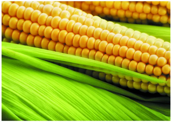 Den färsk majs — Stockfoto