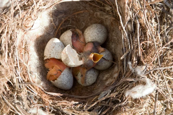 Aves pequeñas — Foto de Stock