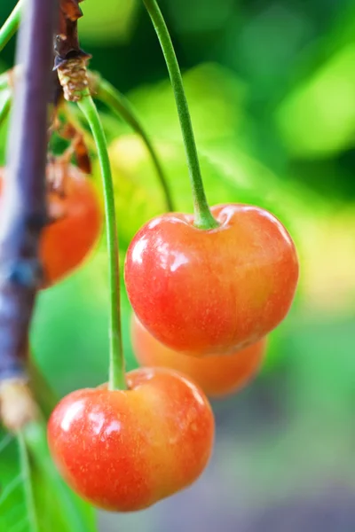 Yellow cherries — Stock Photo, Image