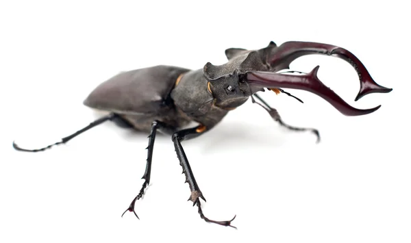 Stag beetle — Stock Photo, Image