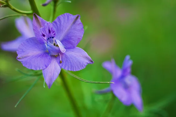 Blue Field flowers — Stock Photo, Image