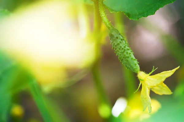 Pepino verde joven en el tallo — Foto de Stock