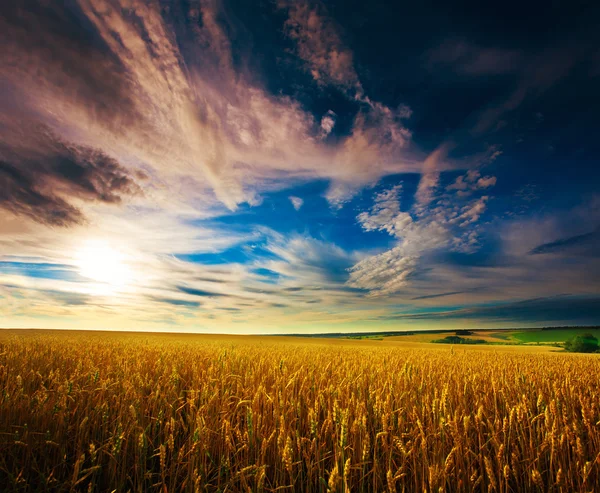 Oekraïense gebied van tarwe op de blauwe hemel — Stockfoto
