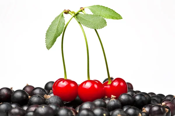 Bayas de grosella negra y cereza roja — Foto de Stock