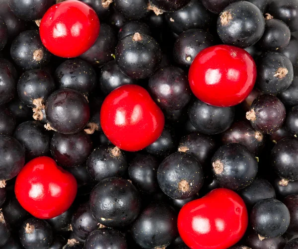 Ripe berries of cherry and black currant — Stock Photo, Image
