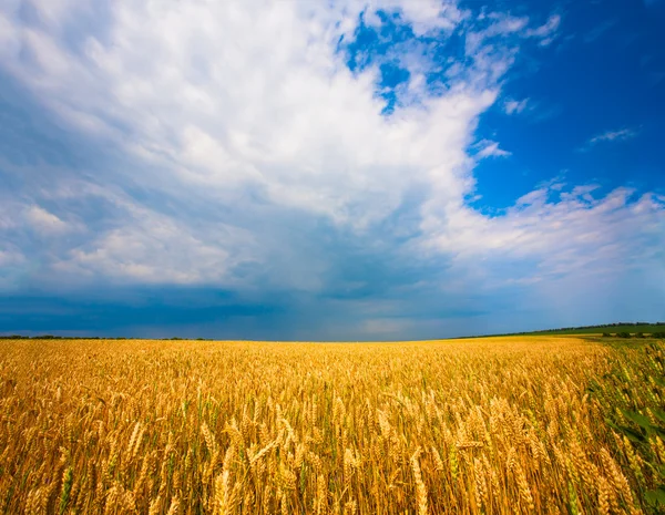 Ukraiński pole pszenicy na błękitne niebo — Zdjęcie stockowe
