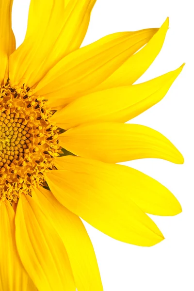 Krásné žluté slunečnice lístků — Stock fotografie