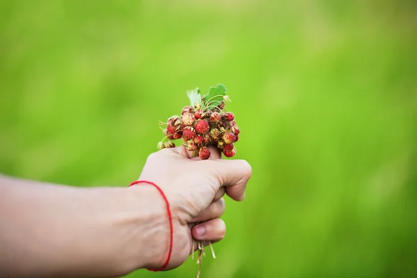 Hand with a pencil of strawberries on green — Stock Photo, Image