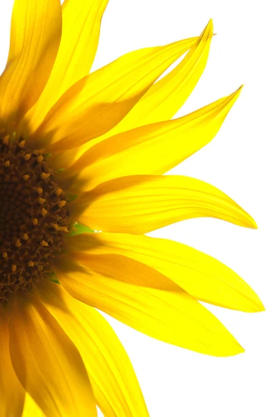 Solrosolja eller gula kronblad — Stockfoto