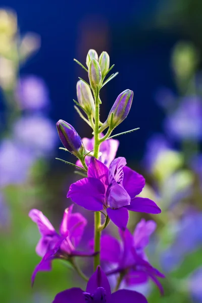Flores de prado selvagem — Fotografia de Stock