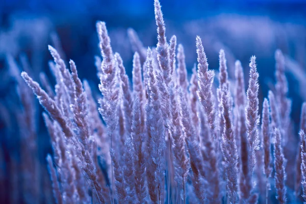 Espiguillas azules de hierba en flor — Foto de Stock