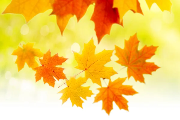 Herbst. Gelbe Herbstblätter — Stockfoto