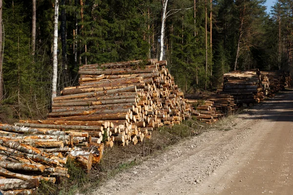 Freshly harvested logs — Stock Photo, Image