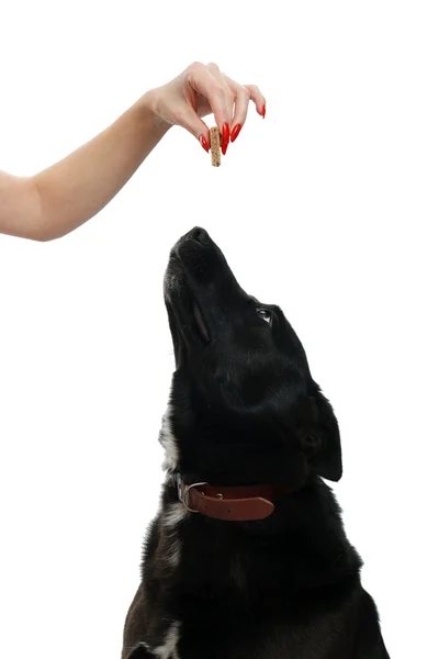 Menina alimentando o cão um deleite — Fotografia de Stock