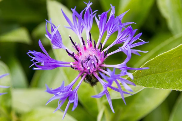 Flor de primavera Mountain Cornflower — Fotografia de Stock