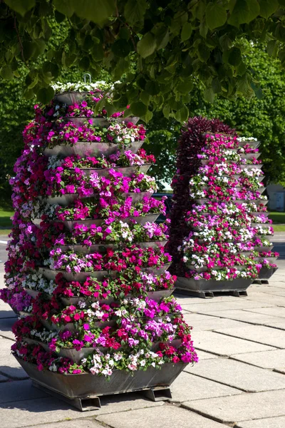 Flower pyramids in a city square — Stock Photo, Image