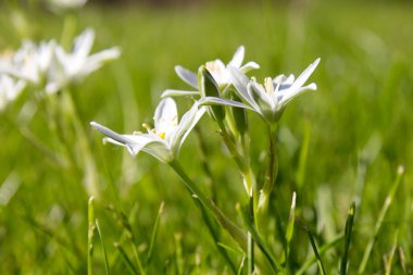 Bahar çiçek star of bethlehem