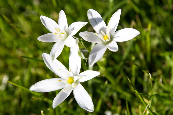 Wiosna kwiat Gwiazda Betlejemska — Zdjęcie stockowe