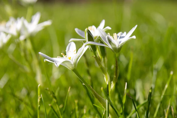 Flor de primavera Estrela de Belém — Fotografia de Stock