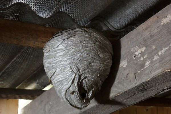 말 벌 둥지 — 스톡 사진