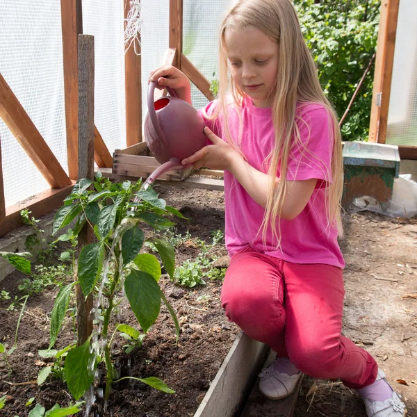 Mädchen gießt die Tomatenpflanzen — Stockfoto