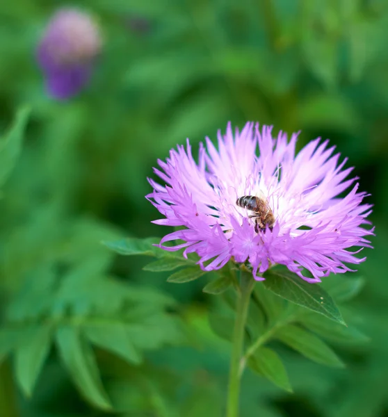 stock image Flower with bee