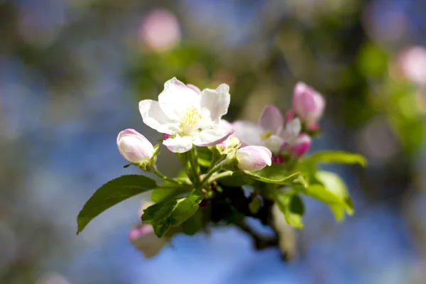 stock image Apple flower