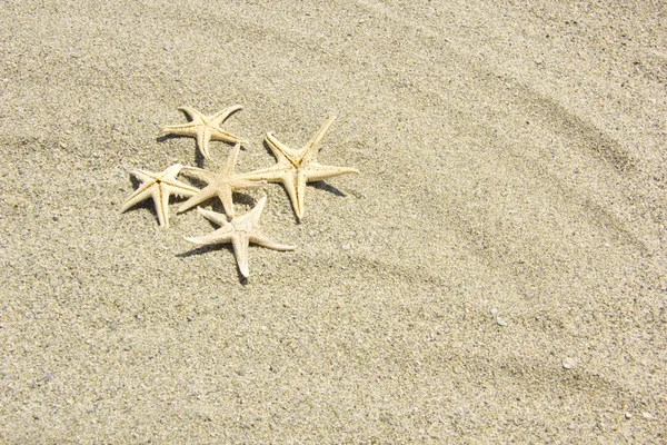 plaj starfishes