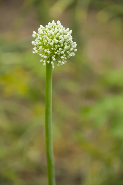 Onion flower — Stock Photo, Image