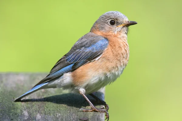 Kadın Doğu bluebird — Stok fotoğraf