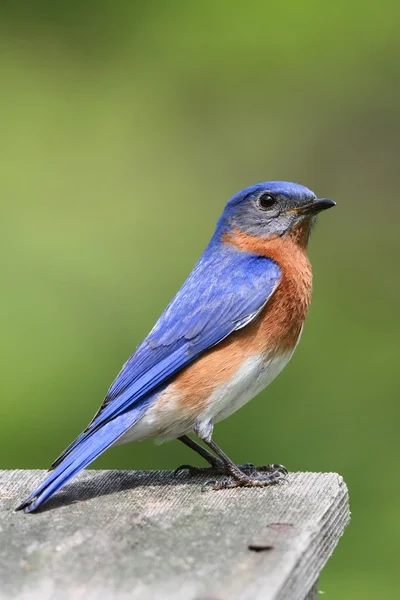 Mužské východní modrý pták — Stock fotografie