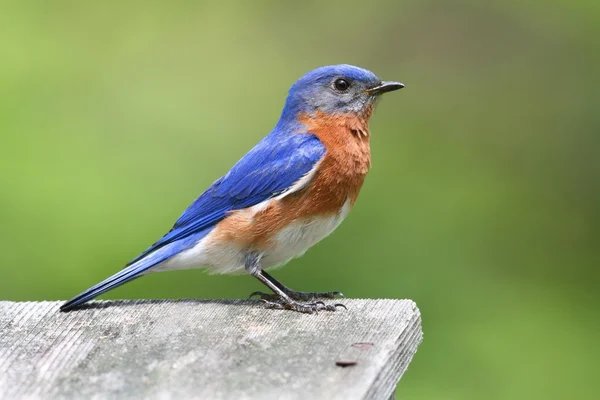 Uccello azzurro orientale maschio — Foto Stock